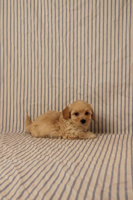 puppy, for, sale, Maltipoo, Matthew B. Stoltzfus, dog, breeder, Gap, PA, dog-breeder, puppy-for-sale, forsale, nearby, find, puppyfind, locator, puppylocator, aca